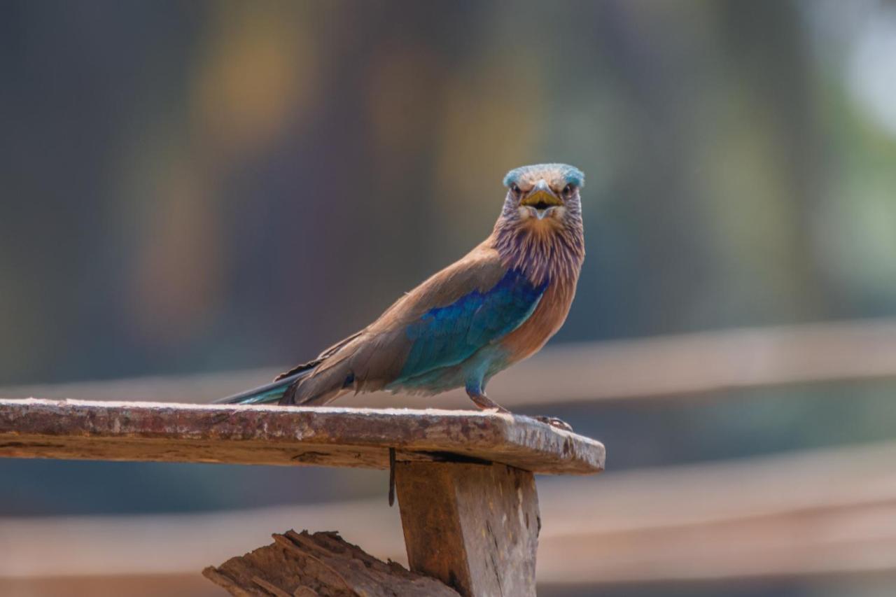 Radhika Eco Resort アランボル エクステリア 写真